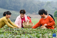 广西兴业：雨水节气 采制春茶
