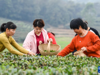 廣西興業(yè)：雨水節(jié)氣 采制春茶
