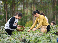 廣西興業(yè)：雨水節(jié)氣 采制春茶
