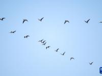辽宁康平：卧龙湖湿地迎来大批候鸟
