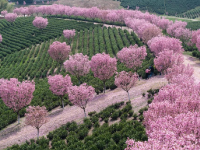 櫻花綻放茶園美
