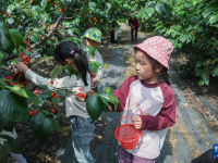乡村里的“樱桃节”
