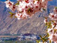 西藏拉萨：桃花映古城
