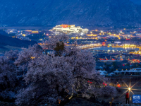 西藏拉萨：桃花映古城
