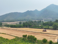 河南山東等地小麥陸續(xù)開(kāi)鐮收割