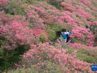 湖北麻城：十萬(wàn)畝杜鵑盛開(kāi)迎客
