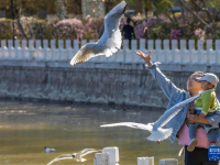 黑龍江齊齊哈爾：鷗鳥沐春光
