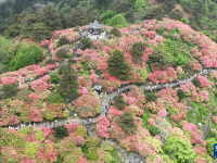 湖北麻城：十萬(wàn)畝杜鵑盛開(kāi)迎客
