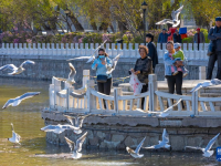 黑龍江齊齊哈爾：鷗鳥沐春光
