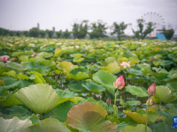 浙江寧波：夏日賞荷正當(dāng)時
