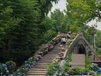 初夏上海 花“漾”鄉(xiāng)村
