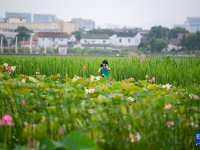 浙江寧波：夏日賞荷正當(dāng)時
