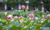 約起！邵陽(yáng)今夏第一波荷花開了！