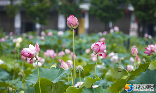 約起！邵陽(yáng)今夏第一波荷花開了！