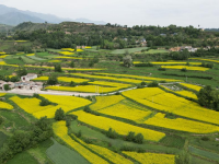 甘肅積石山：油菜花開美山鄉(xiāng)