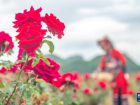 云南丘北：玫瑰盛開(kāi)花農(nóng)采摘忙