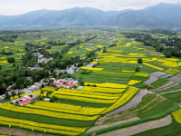 甘肅積石山：油菜花開(kāi)美山鄉(xiāng)