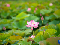 浙江寧波：夏日賞荷正當(dāng)時
