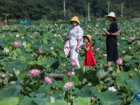 “莲子之乡”开启夏日乡村荷花节
