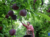 河北晉州：李子成熟季 果農(nóng)采收忙
