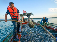 河南洛陽(yáng)：魚躍人歡夏捕忙
