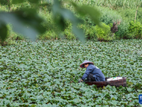 浙江湖州：處暑時節(jié)采菱忙
