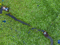 浙江湖州：處暑時節(jié)采菱忙
