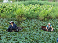 浙江湖州：處暑時(shí)節(jié)采菱忙
