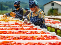 江西銅鼓：五彩繽紛曬秋圖
