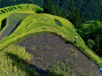 月亮山梯田忙秋收
