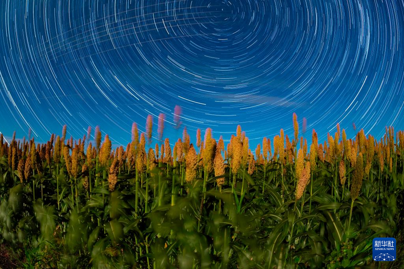 豐收田野“約會”浪漫星空
