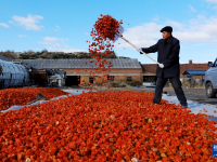 黑龍江同江：“紅菇娘”點(diǎn)亮農(nóng)民增收路
