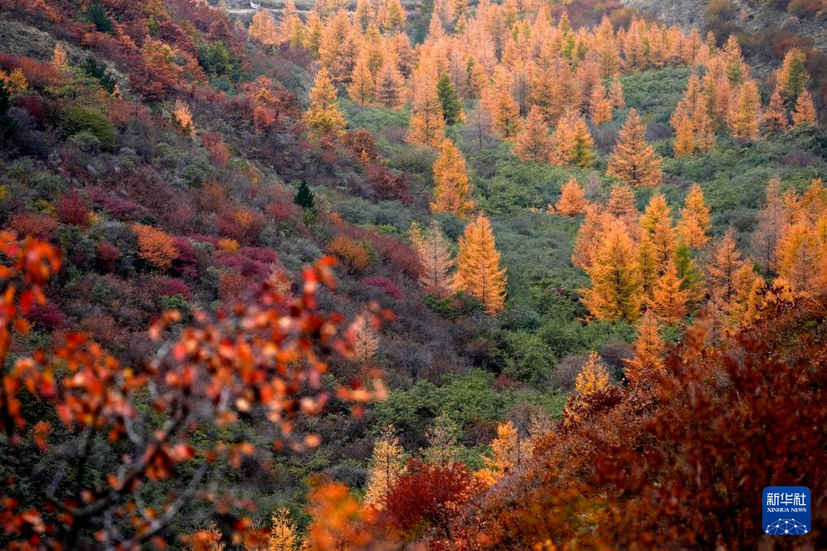 寧夏西吉：秋景斑斕美如畫(huà)
