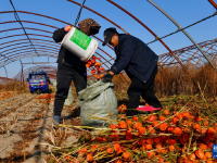 黑龍江同江：“紅菇娘”點(diǎn)亮農(nóng)民增收路
