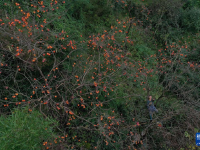 浙江余姚：古村柿紅人氣旺
