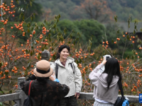 浙江余姚：古村柿紅人氣旺
