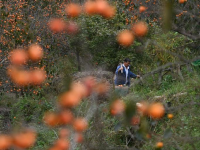 浙江余姚：古村柿紅人氣旺
