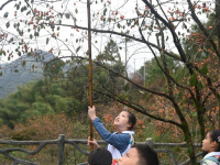 浙江余姚：古村柿紅人氣旺
