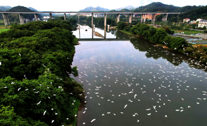 大批候鳥國(guó)慶節(jié)“打卡”崀山