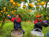 湖北秭歸：“早紅”臍橙采銷忙
