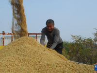 山東即墨：鹽堿地水稻迎豐收
