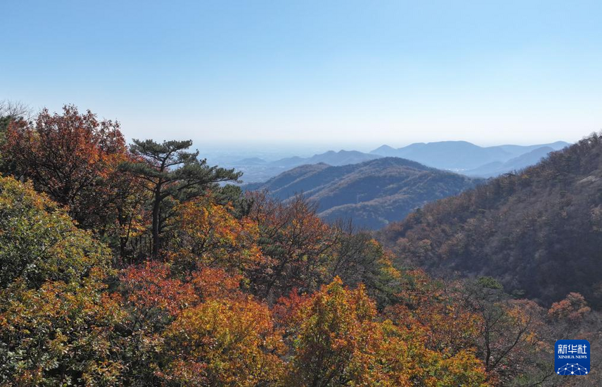 漫山秋葉 層林盡染
