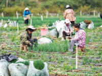 貴州赫章：香蔥種植助力農(nóng)戶增收
