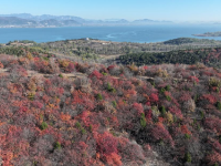 漫山秋葉 層林盡染
