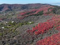 漫山秋葉 層林盡染
