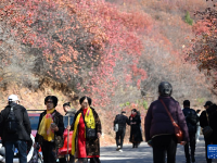 漫山秋葉 層林盡染
