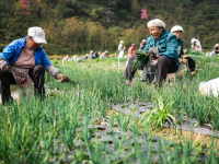 貴州赫章：香蔥種植助力農(nóng)戶增收
