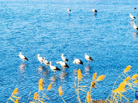 江蘇興化：“鳥界國寶”東方白鸛飛抵濕地越冬
