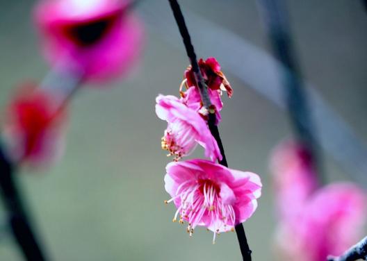 綏寧縣花園閣：賞梅正當(dāng)時(shí) 莫負(fù)好春光