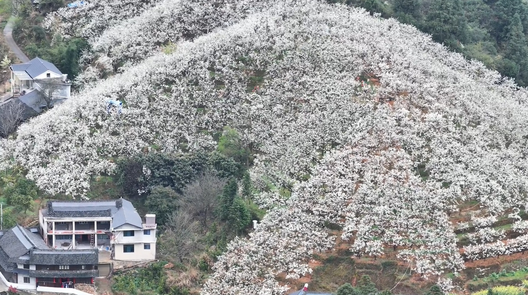 綏寧：漫山遍野梨花開(kāi)?游人踏青賞花來(lái)